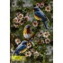 Birds  Carpets 
